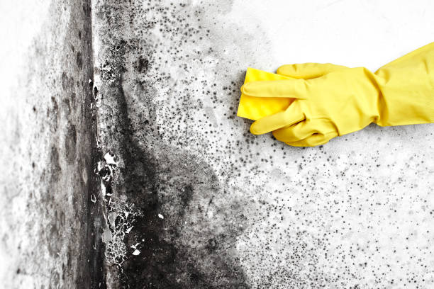 Best HVAC Mold Remediation in Hampstead, NC