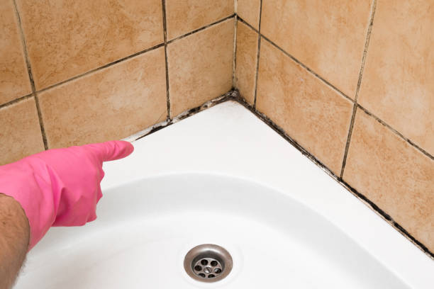 Professional Mold Remediation in Hampstead, NC
